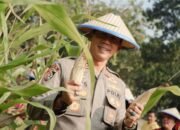 SPN Polda Jatim Gelar Panen Raya Jagung, Wujudkan Ketahanan Pangan