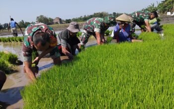 Zuhud Turun Sawah, Bantu Petani Cabut Bibit Padi