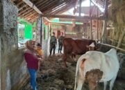 Babinsa Cek Kesehatan Sapi Milik Warga, Pastikan Produktivitas Terjaga