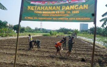 Satgas TMMD Reguler Ke-125 Bersama Warga Masyarakat Tanam Jagung, Dukung Ketahanan Pangan Nasional