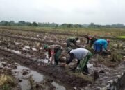 Babinsa Bantu Persiapan Lahan Sawah, Dukung Swasembada Pangan