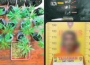 Polres Malang Berhasil Amankan Bandar Sabu Miliki Kebun Ganja di Tumpang