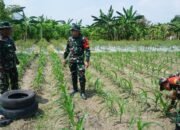 Dansatgas TMMD Reguler Ke-125 Kodim 0735/Surakarta Cek Lahan Ketahanan Pangan Dan Progres Penanaman Jagung