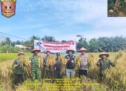 Panen Raya dan Penutupan Sekolah Lapangan Sawah Pokok Murah (SPM) DKDS Sukses