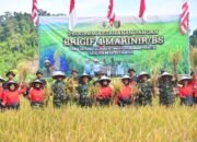 Wujud Nyata Dukung Ketahanan Pangan Nasional, Prajurit Yonif 9 Marinir Laksanakan Panen Raya Padi