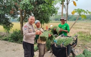 “Polsek Campaka Dampingi Warga Optimalkan Ketahanan Pangan di Lahan Perkebunan”