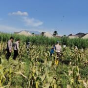 Dukung Ketahanan Pangan Nasional: Polresta Malang Kota dan Gapoktan Panen 2,5 Ton Jagung
