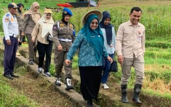 Sekolah Lapang Sawah Pokok Murah Berbuah Manis, Hasil Panen Naik Drastis