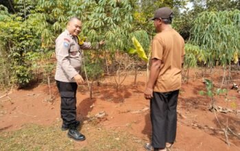 Polsek Campaka Dampingi Warga Kembangkan Ketahanan Pangan di Lahan Perkebunan