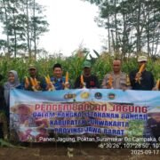 Polsek Campaka Dampingi Warga Panen Jagung Dalam Upaya Ketahanan Pangan