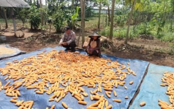 Dukung Ketahanan Pangan, Polsek Campaka Dampingi Warga Panen Jagung