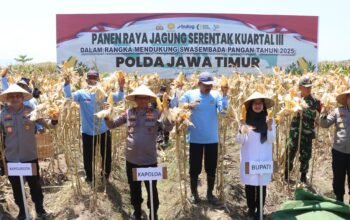 Komitmen Wujudkan Ketahanan Pangan Nasional, Kapolda Jatim Bersama Forkopimda Banyuwangi Gelar Panen Jagung Serentak 1.446 Ton