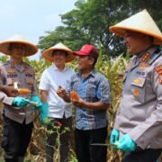 Dukung Swasembada Pangan Nasional Polresta Malang Kota Targetkan Lahan 26,35 Hektar Untuk Kuartal IV