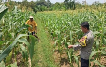 Ketuhanan Pangan, Bhabinkamtibmas Polsek Cibatu Sambang Ke Petani Jagung Untuk Dukung Ketahanan Pangan Nasional