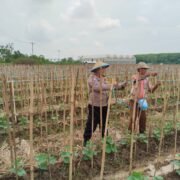 Dukung Ketahanan Pangan, Polsek Campaka Sambang Ke Petani: Upaya Konkret Polres Purwakarta dalam Menghadapi Tantangan Pangan