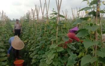Silaturahmi Ke Petani, Bentuk Dukungan Polsek Plered Terhadap Program Ketahanan Pangan