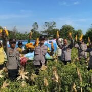 Wujudkan Program Ketahanan Pangan Polres Probolinggo Bersama Kelompok Tani Panen Jagung di Bantaran
