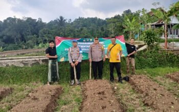 Dukung Program Ketahanan Pangan Di Purwakarta, Polsek Wanayasa Lakukan Penanaman Jagung Jenis Hibrida