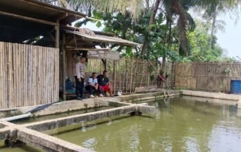 Sambang Peternak Ikan, Polsek Plered Dukung Ketahanan Pangan di Purwakarta