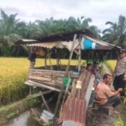 Bhabinkamtibmas Lingkungan I Kelurahan Pekan Besitang Patroli dan Monitoring Tanaman Padi Demi Dukung Program Ketahanan Pangan Nasional