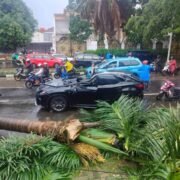 Pohon Tumbang Timpa Mobil di Pondok Indah, Saksi Mata Rekam Detik-Detik Kejadian