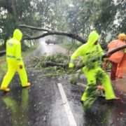 Respon Cepat Polisi dan BPBD Evakuasi Pohon Tumbang, Jalur Magetan – Bendo Kembali Lancar