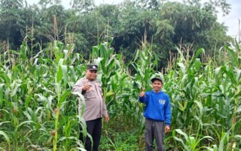 Bentuk Dukungan Terhadap Progam Ketahanan Pangan, Polsek Plered Rutin Silaturahmi Ke Petani