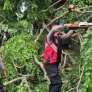 Respon Cepat Polres Purwakarta Saat Evakuasi Pohon Tumbang di Jalan Veteran