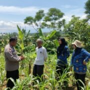 Bhabinkamtibmas Jatiluhur Bersama Dinas Pertanian Dukung Ketahanan Pangan lewat Program Jagung Hibrida