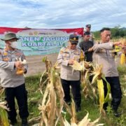 Polsek Plered Panen Jagung, Dukung Ketahanan Pangan Nasional
