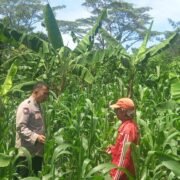 Dengar Suara Petani, Bhabinkamtibmas Jatiluhur Dampingi Program Ketahanan Pangan Jagung Hibrida
