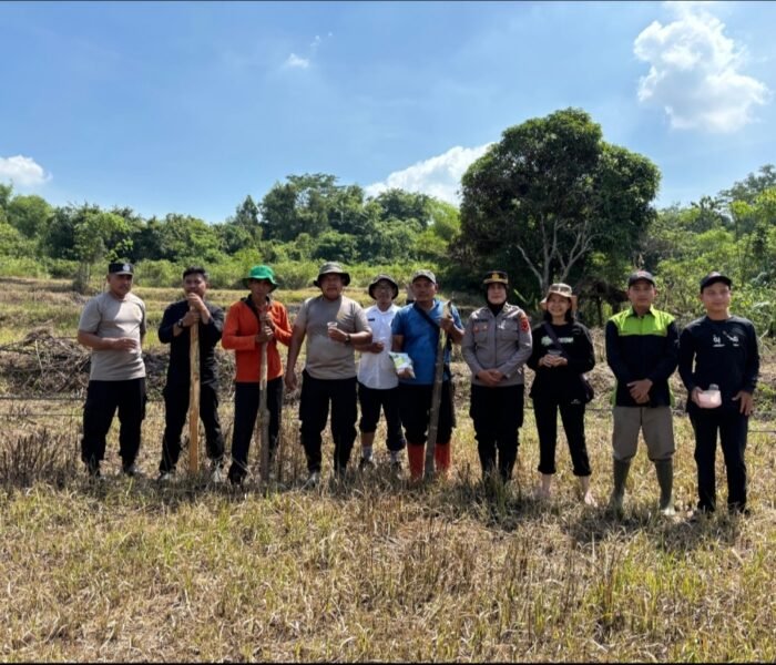Polsek Purwakarta Kota dan Kelompok Tani Gelar Penanaman Jagung Hibrida di Ciwareng, Wujud Sinergi Untuk Ketahanan Pangan