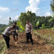 “Polres Purwakarta Dorong Ketahanan Pangan, Polsek Wanayasa Gelar Penanaman Jagung Hibrida di Lahan Non-LBS”