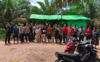 Masyarakat Pelanjau Jaya dan Lea Padang Gelar Panen di Lahan Adat di Luar HGU PT BAL