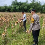Polsek Plered Panen Jagung Bersama Di Pondok Pesantren Baetul Quran, Wujud Kedekatan Polri Dengan Masyarakat