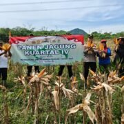 Polsek Plered Panen Jagung Kuartal IV Desa Karoya, Perkuat Ketahanan Pangan