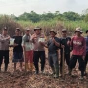 Polsek Purwakarta Kota Tanam Jagung 1 Hektar, Wujud Dukungan Ketahanan Pangan di Musim Penghujan