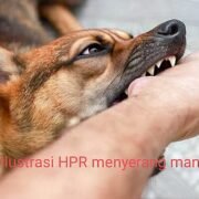 Fatal, Diduga Gigitan Musang HPR Seorang Warga Tanah Datar Meninggal Dunia