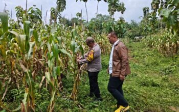 Polsek Plered Purwakarta Cek Lahan Jagung, Dukung Ketahanan Pangan