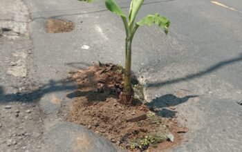 Warga Tanami Pohon Pisang, Jalan Nasional di Sukabumi Wilayah PPK 2.2 Banyak Berlubang dan Tak Kunjung Diperbaiki