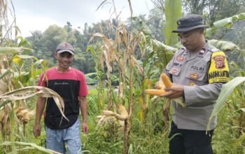 Emas hijau Dari Purwakarta, Polsek Wanayasa Sukses Panen Jagung Dukung Swasembada Pangan Nasional