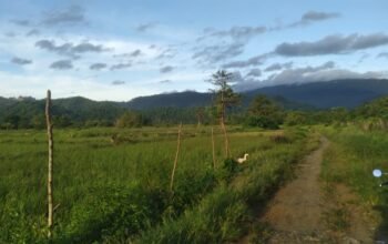 Lahan Sawah di Desa Siuna Terbengkalai, Warga Tuding Aktivitas Tambang Nikel Jadi Penyebab