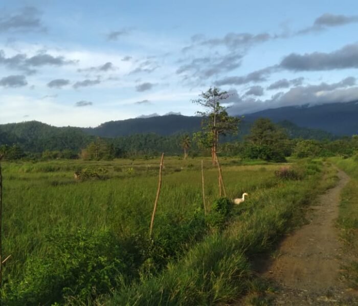 Lahan Sawah di Desa Siuna Terbengkalai, Warga Tuding Aktivitas Tambang Nikel Jadi Penyebab