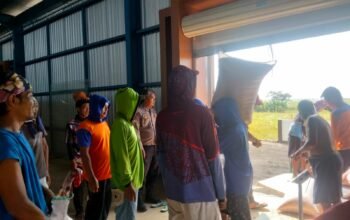 Wujud Ketahan Pangan, Polsek Plered Kirim Hasil Panen Jagung Ke Bulog