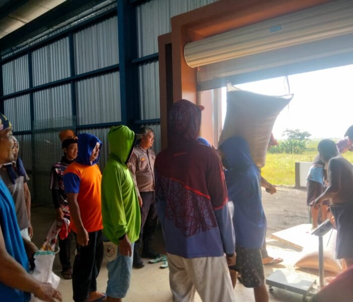 Wujud Ketahan Pangan, Polsek Plered Kirim Hasil Panen Jagung Ke Bulog