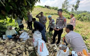 Sat Lantas Polres Purwakarta Panen 8 Ton Jagung, Dukung Swasembada Pangan 2026