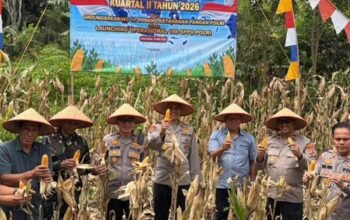 Kapolres Tanah Datar AKBP Nur Ichsan Gelar Panen Raya Jagung Serentak, Wujudkan Swasembada Pangan