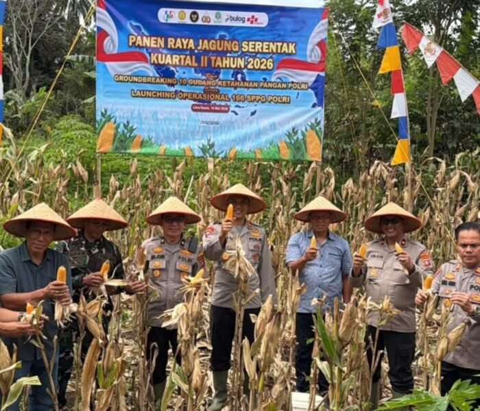 Kapolres Tanah Datar AKBP Nur Ichsan Gelar Panen Raya Jagung Serentak, Wujudkan Swasembada Pangan