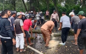 Respon Cepat Pohon Tumbang di Bungursari, Polisi Sigap Amankan Jalur dan Evakuasi