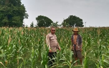 Dukung Swasembada Pangan, Bhabinkamtibmas Polsek Bungursari Monitoring Lahan Jagung dan Edukasi Petani